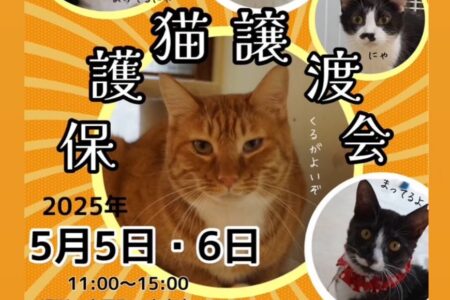 保護猫譲渡会のお知らせ