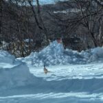 お寺に雉（キジ）が👀