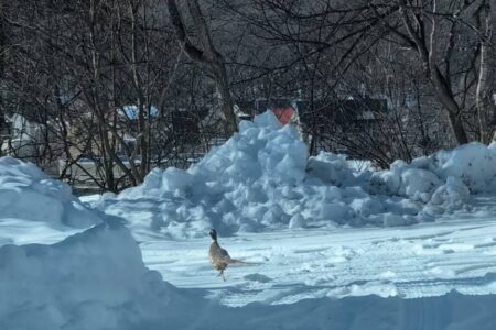 お寺に雉（キジ）が👀